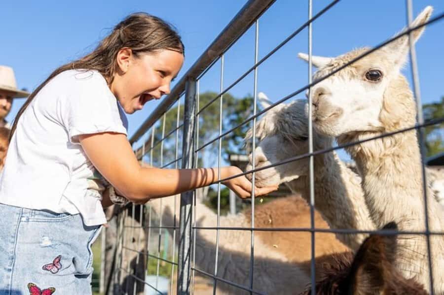 Brisbane: Trevena Glen Farm 1hr Animal Experience - Details of the Tour Itinerary