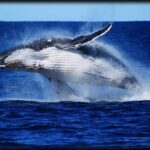 Brisbane Whale Watching Cruise from Redcliffe or Sunshine Coast - The Food and Beverage Experience