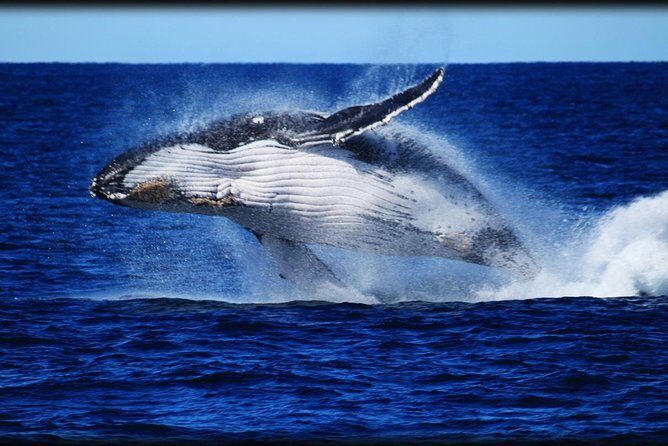 Brisbane Whale Watching Cruise from Redcliffe or Sunshine Coast - The Food and Beverage Experience