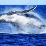 Brisbane: Whale Watching Cruise with Lunch - What the Reviews Say