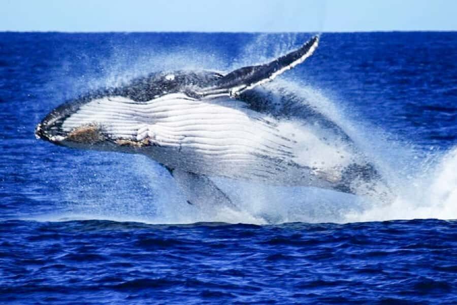 Brisbane: Whale Watching Cruise with Lunch - What the Reviews Say