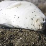 Brookings: Chetco River Kayak Tour - Detailed Itinerary and What to Expect