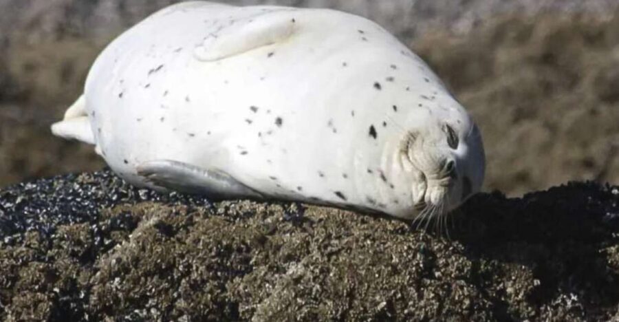 Brookings: Chetco River Kayak Tour - Detailed Itinerary and What to Expect