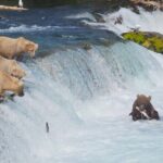Brooks Falls Bear Viewing - The Visit to Brooks Falls: What You’ll See and Experience