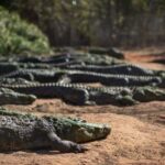 Broome: Matso's Brewery, Museum & Crocodile Park Combo Tour - Exploring the Itinerary in Detail