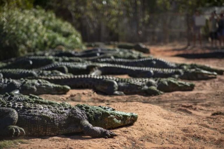 Broome: Matso's Brewery, Museum & Crocodile Park Combo Tour - Exploring the Itinerary in Detail