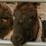 Brunch with Mini Rescue Burros in Southern California - What We Like About This Experience