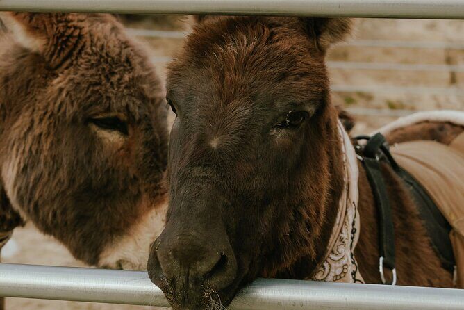 Brunch with Mini Rescue Burros in Southern California - What We Like About This Experience