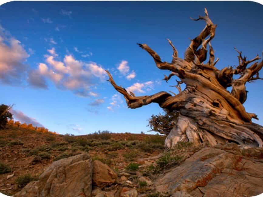 Bryce Canyon: 2-Hour, 4-Seat or 5-Seat ATV Rental - Why You Should Consider This