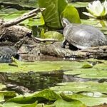 Buckhorn State Park nature hike, kayaking tour, and fishing - Final Thoughts