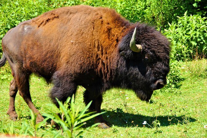 Buffalo Creek Ranch Tour Experience - FAQs