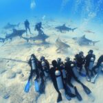 Bull Shark Extreme - 1tank /Only for Certified Divers - The Experience in Detail