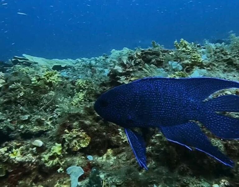 Busselton: 4 Mile Reef Guided Scuba Diving Tour - What Makes This Tour Stand Out?