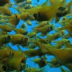 Busselton Jetty and Underwater Sculptures Snorkel Boat Tour - Who Should Book This Tour?