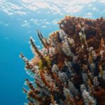 Busselton: Jetty Scuba Dive Tours with Underwater Sculptures - The Itinerary: How the Tour Unfolds