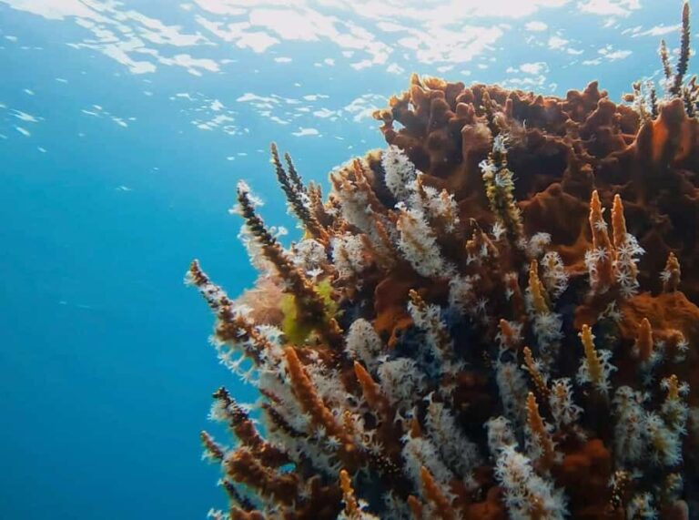 Busselton: Jetty Scuba Dive Tours with Underwater Sculptures - The Itinerary: How the Tour Unfolds