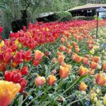 Butchart Gardens and Victoria City Private Tour 1-6 pax - Exploring the Itinerary in Detail