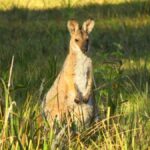 Byron Bay: Full-Day Wildlife Safari - Who Will Love This Tour?