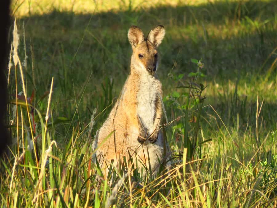Byron Bay: Full-Day Wildlife Safari - Who Will Love This Tour?