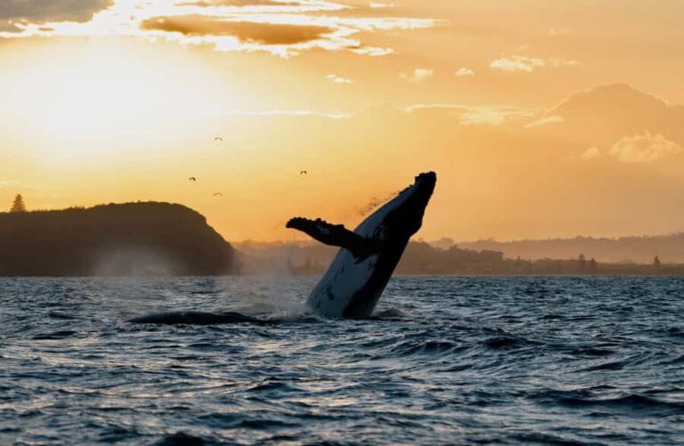 Byron Bay: Whale Watching Cruise with a Marine Biologist - The Whale Encounters