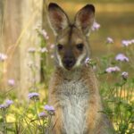 Byron Bay Wildlife Safari - Who Will Love This Tour?