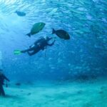 Cabo Pulmo 2 Tank Certified Dive with Lunch - The Practicalities: What to Expect Day-to-Day
