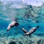 Cabo Pulmo Marine Park: Scuba Diving Excursion - FAQs