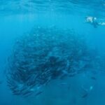 Cabo Pulmo National Park Snorkel Expedition from Cabo San Lucas - The Snorkeling Experience and Marine Life