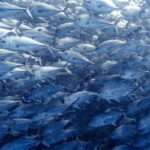 Cabo Pulmo Snorkeling - The Itinerary Breakdown