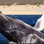 Cabo San Lucas: 2.5-Hour Whale Watching Tour - What the Tour Covers and How It’s Laid Out