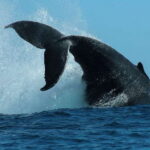 Cabo San Lucas: 2-Hour Whale Watching Adventure - The Value of This Whale Watching Tour