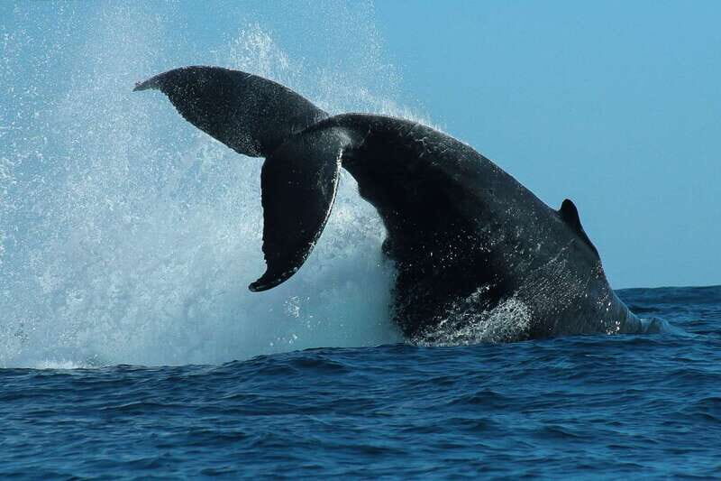 Cabo San Lucas: 2-Hour Whale Watching Adventure - The Value of This Whale Watching Tour