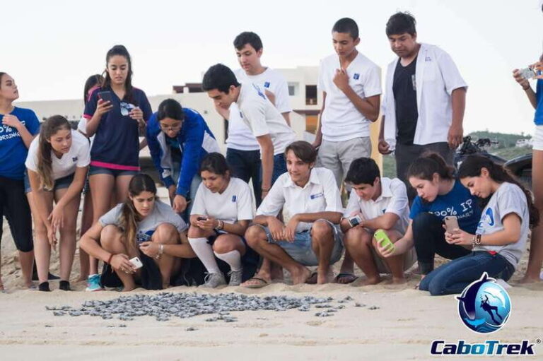 Cabo San Lucas: Baby Turtle Release Experience - What to Expect from the Baby Turtle Release Experience