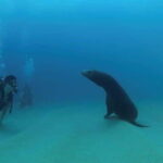 Cabo San Lucas: Discover Scuba Diving Experience - The Experience in Detail