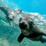 Cabo San Lucas: Local Dives (CSL Marine Park) and Corridor. - Practical Details: What You Need to Know