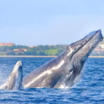 Cabo San Lucas: Luxury Catamaran Whale Watching Experience - Who Is This Tour Best For?