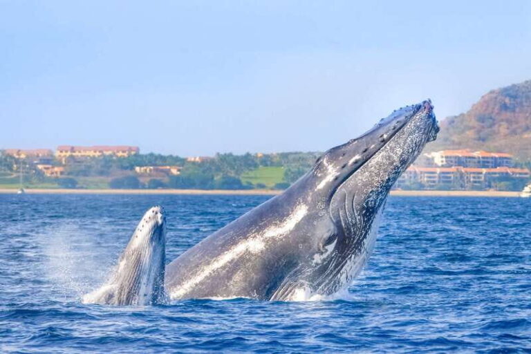 Cabo San Lucas: Luxury Catamaran Whale Watching Experience - Who Is This Tour Best For?