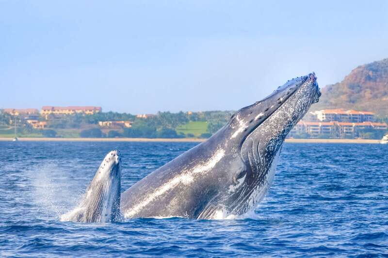 Cabo San Lucas: Luxury Catamaran Whale Watching Experience - Who Is This Tour Best For?
