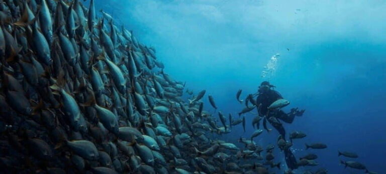 Cabo San Lucas: Marine Reserve Dive - The Details: What’s Included and What’s Not