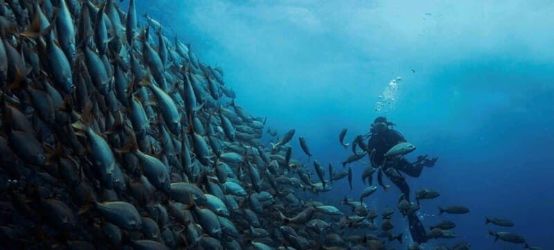 Cabo San Lucas: Marine Reserve Dive - The Details: What’s Included and What’s Not