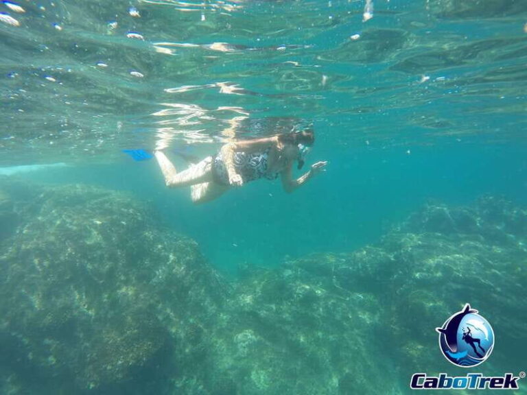 Cabo San Lucas Private and Shared Snorkeling Tour - Detailed Breakdown of the Experience