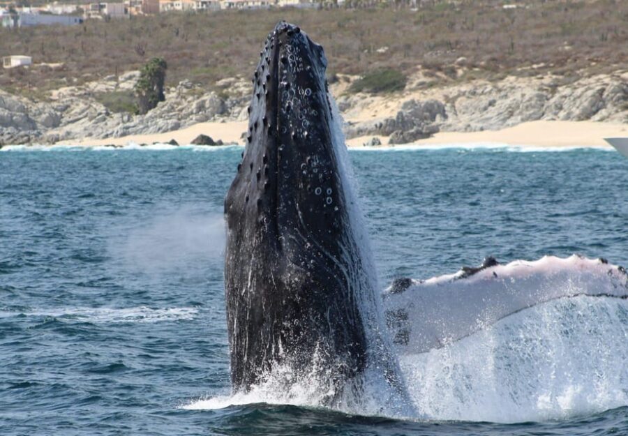 Cabo San Lucas: Private Whale Watching Yacht Excursion - Who Is This Tour Best For?