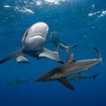 Cabo San Lucas: Shark Snorkeling and Freediving Tour - Final Thoughts: Is It Worth It?
