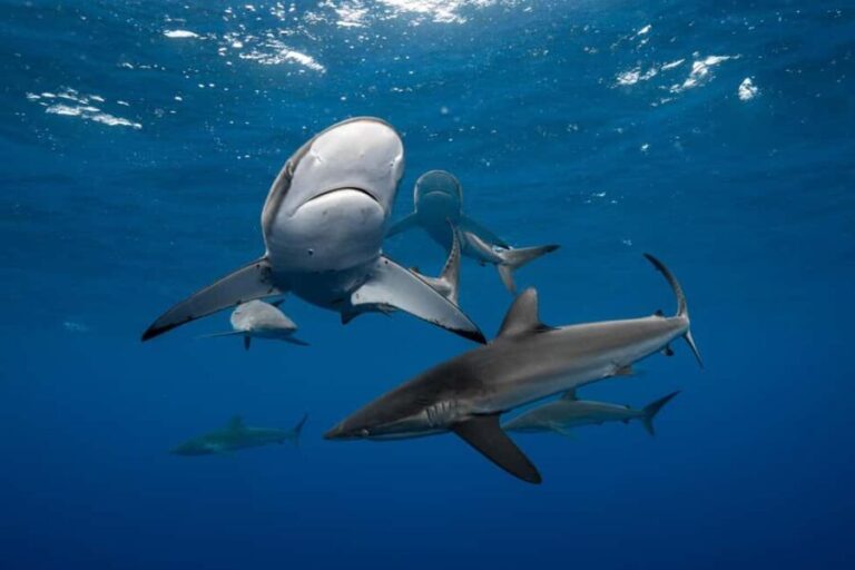 Cabo San Lucas: Shark Snorkeling and Freediving Tour - Final Thoughts: Is It Worth It?