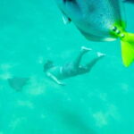 Cabo San Lucas: Snorkeling at Lovers Beach - The Snorkeling Experience in Detail