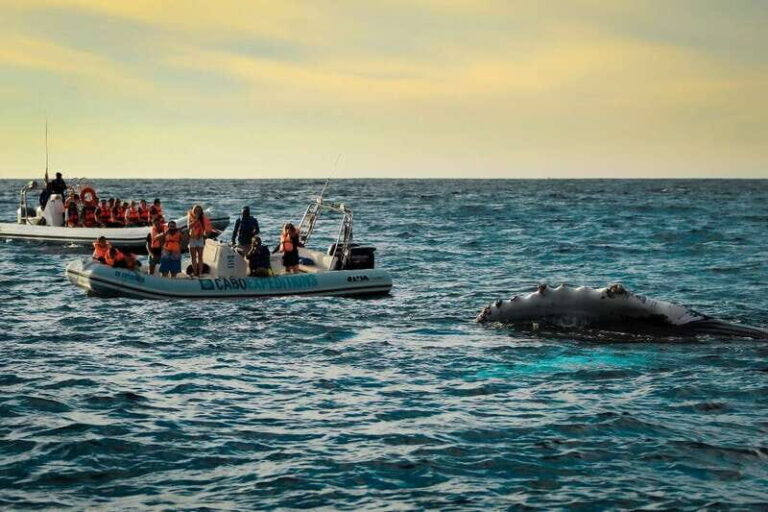 Cabo San Lucas: Up-Close Whale Watching Small-Group Tour - Final Thoughts