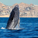 Cabo San Lucas: Whale Watching Catamaran Experience - Final Thoughts