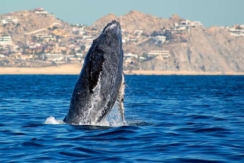 Cabo San Lucas: Whale Watching Catamaran Experience - Final Thoughts