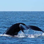 Cabo San Lucas: Whale Watching Experience on Catamaran - What to Expect on the Water