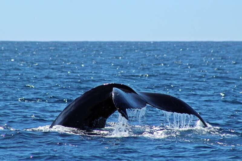 Cabo San Lucas: Whale Watching Experience on Catamaran - What to Expect on the Water